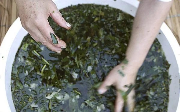 FEUILLE D’HYSOPE AFRICAINE