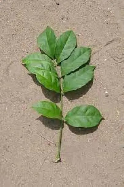 VERTUS DE LA FEUILLE D’HYSOPE